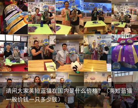 请问大家英短蓝猫在国内是什么价格？（英短蓝猫一般价钱一只多少钱）