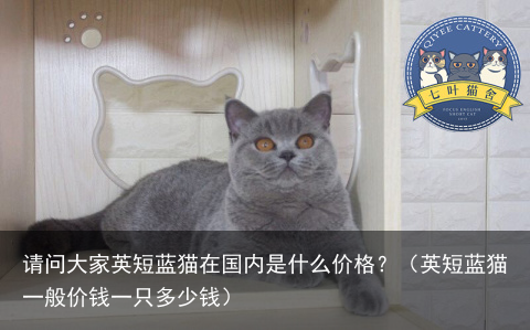 请问大家英短蓝猫在国内是什么价格？（英短蓝猫一般价钱一只多少钱）