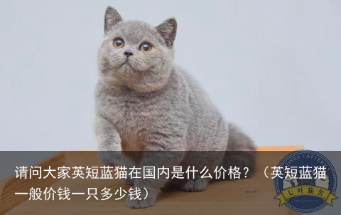 请问大家英短蓝猫在国内是什么价格？（英短蓝猫一般价钱一只多少钱）