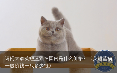 请问大家英短蓝猫在国内是什么价格？（英短蓝猫一般价钱一只多少钱）