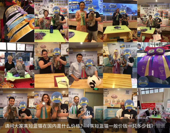 请问大家英短蓝猫在国内是什么价格？（英短蓝猫一般价钱一只多少钱）