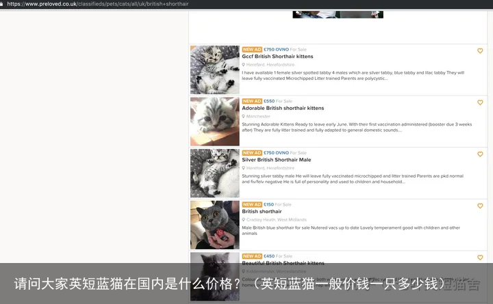 请问大家英短蓝猫在国内是什么价格？（英短蓝猫一般价钱一只多少钱）