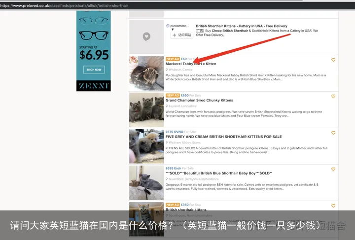 请问大家英短蓝猫在国内是什么价格？（英短蓝猫一般价钱一只多少钱）
