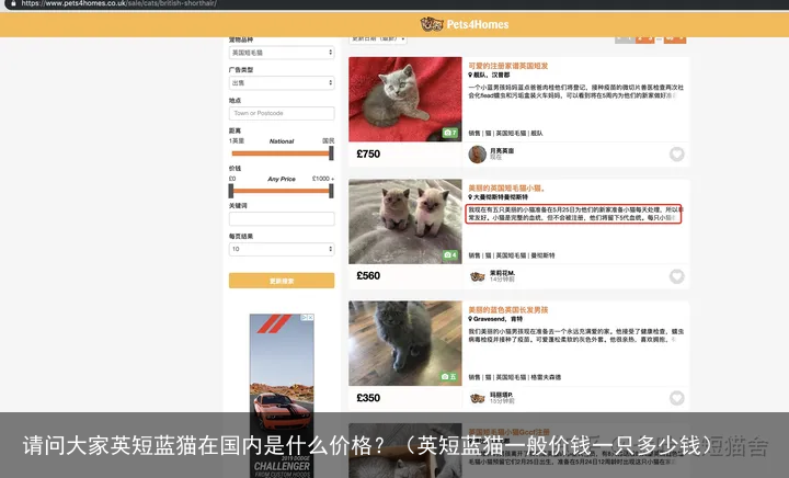 请问大家英短蓝猫在国内是什么价格？（英短蓝猫一般价钱一只多少钱）
