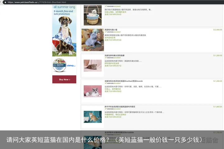 请问大家英短蓝猫在国内是什么价格？（英短蓝猫一般价钱一只多少钱）