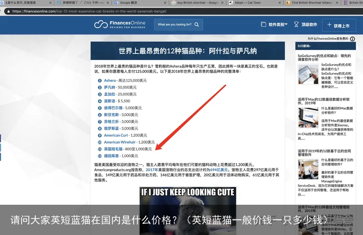 请问大家英短蓝猫在国内是什么价格？（英短蓝猫一般价钱一只多少钱）