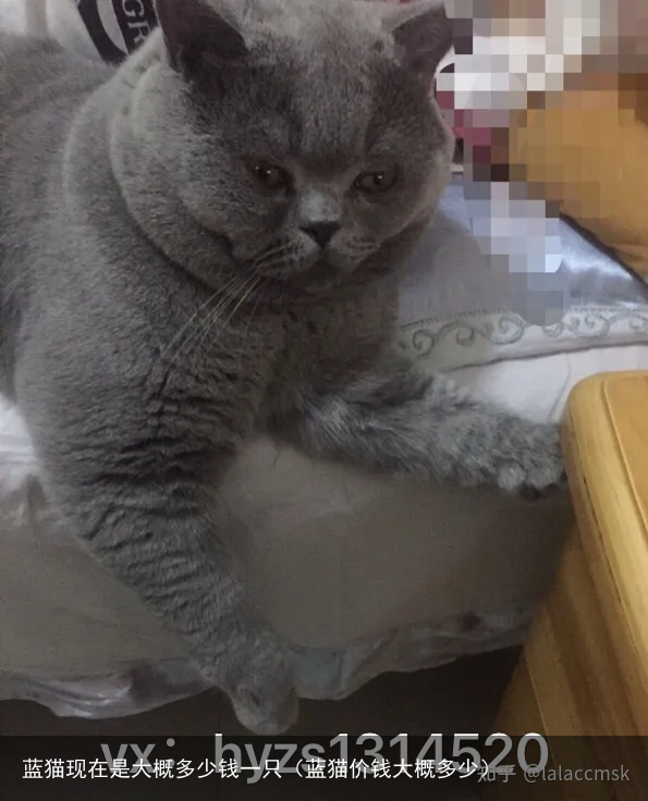 蓝猫现在是大概多少钱一只（蓝猫价钱大概多少）