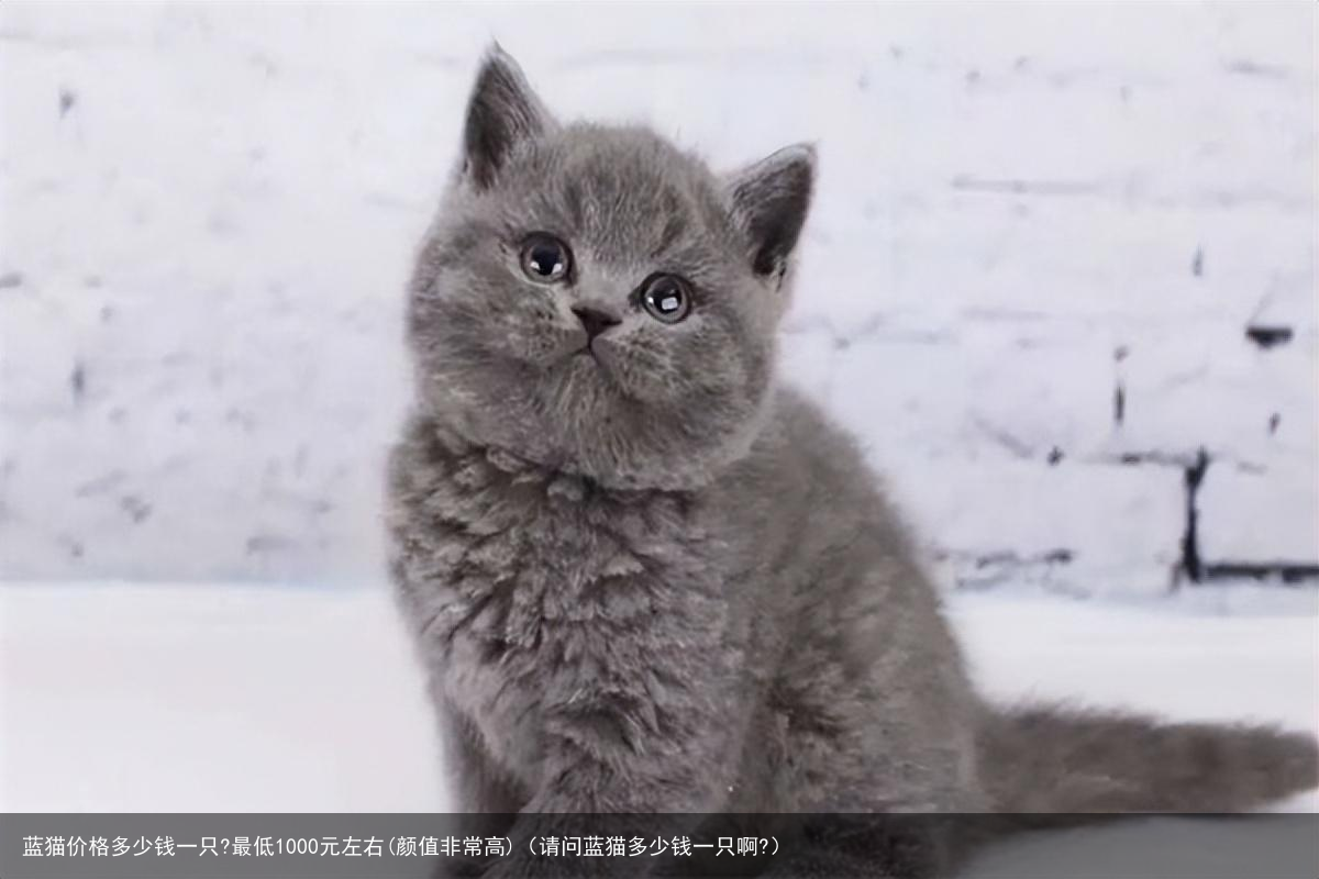 蓝猫价格多少钱一只?最低1000元左右(颜值非常高)（请问蓝猫多少钱一只啊?）