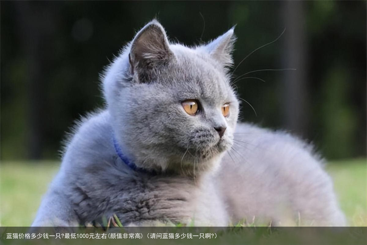 蓝猫价格多少钱一只?最低1000元左右(颜值非常高)（请问蓝猫多少钱一只啊?）