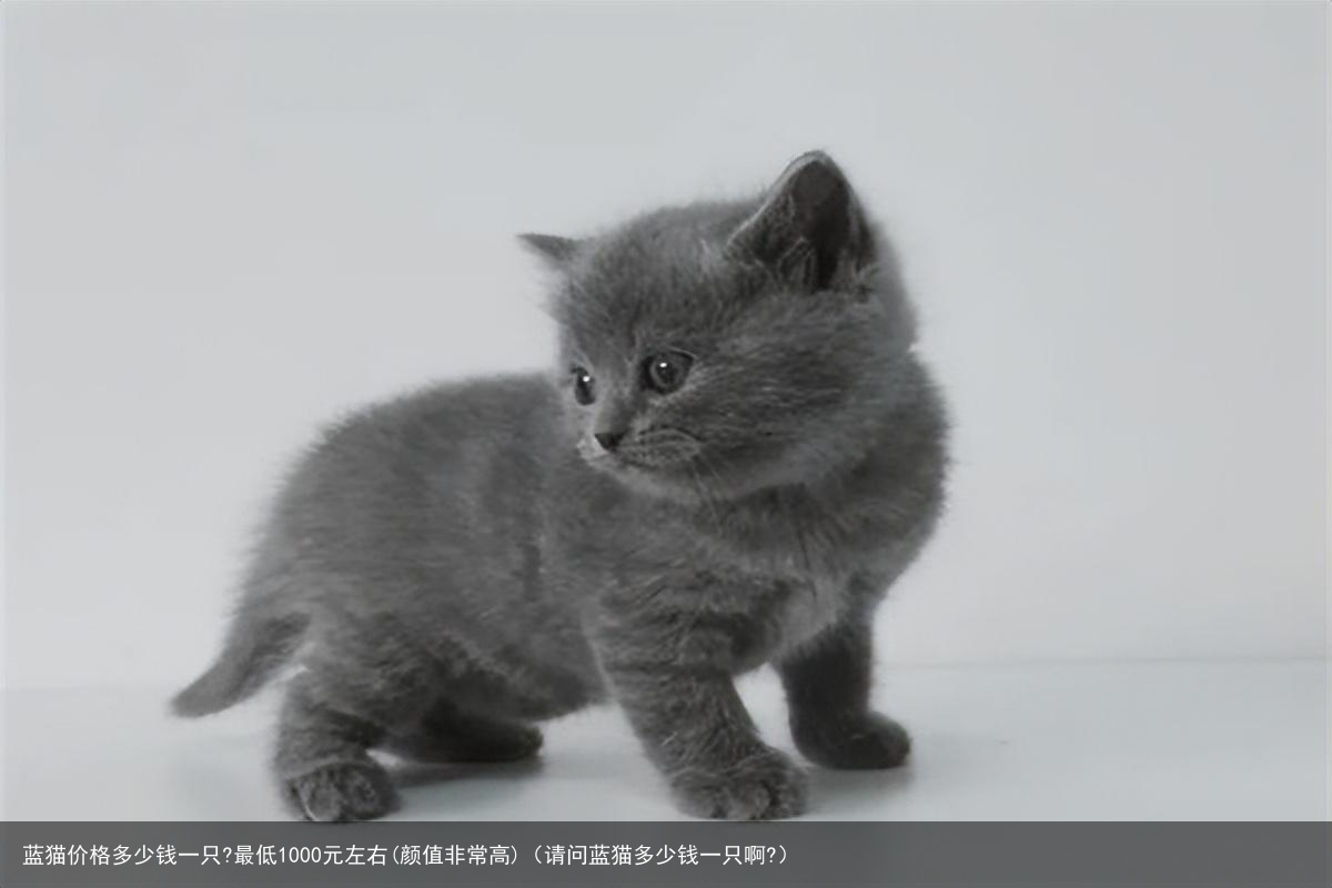 蓝猫价格多少钱一只?最低1000元左右(颜值非常高)（请问蓝猫多少钱一只啊?）