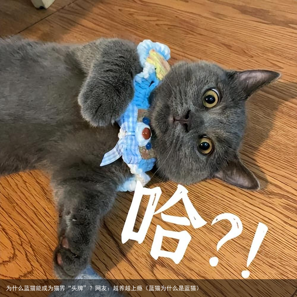 为什么蓝猫能成为猫界“头牌”？网友：越养越上瘾（蓝猫为什么是蓝猫）