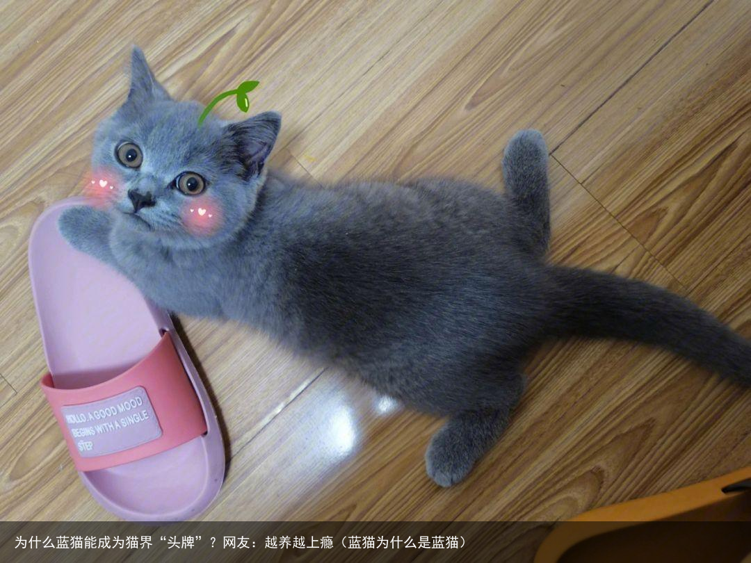 为什么蓝猫能成为猫界“头牌”？网友：越养越上瘾（蓝猫为什么是蓝猫）