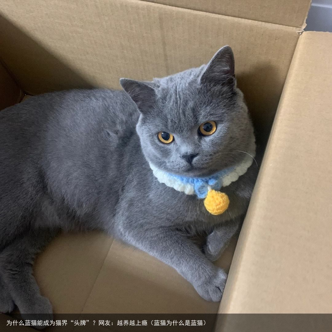 为什么蓝猫能成为猫界“头牌”？网友：越养越上瘾（蓝猫为什么是蓝猫）