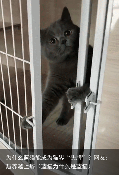 为什么蓝猫能成为猫界“头牌”？网友：越养越上瘾（蓝猫为什么是蓝猫）