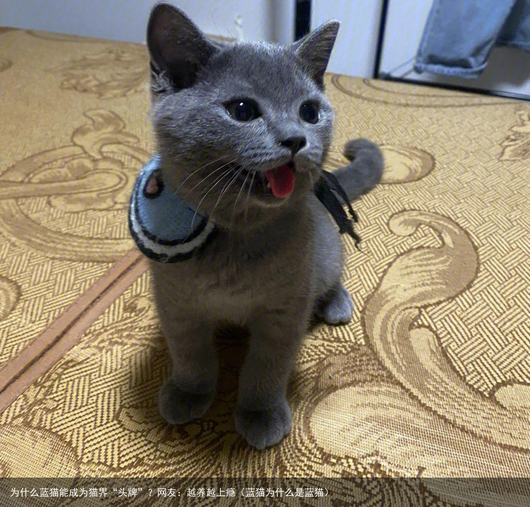 为什么蓝猫能成为猫界“头牌”？网友：越养越上瘾（蓝猫为什么是蓝猫）