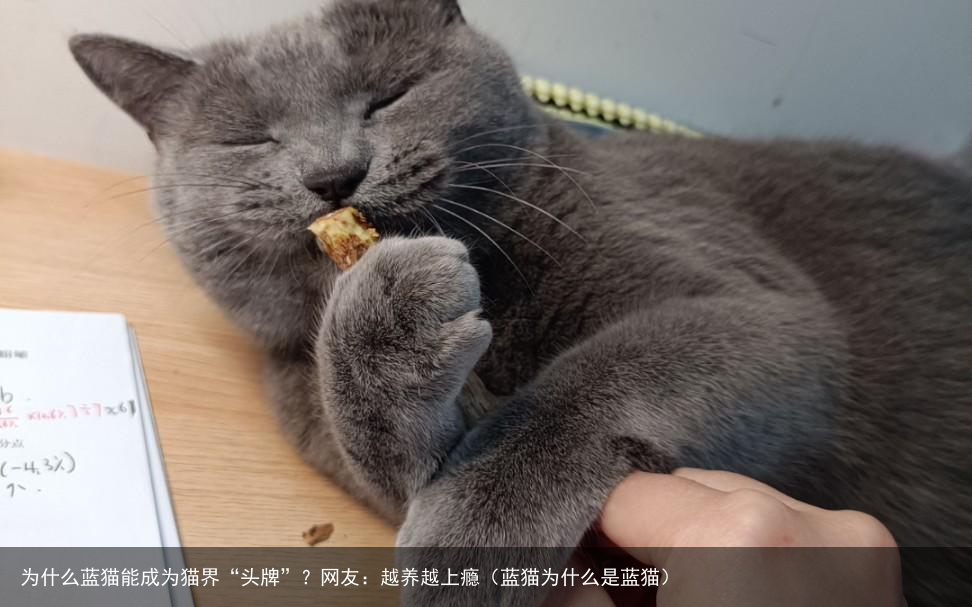 为什么蓝猫能成为猫界“头牌”？网友：越养越上瘾（蓝猫为什么是蓝猫）