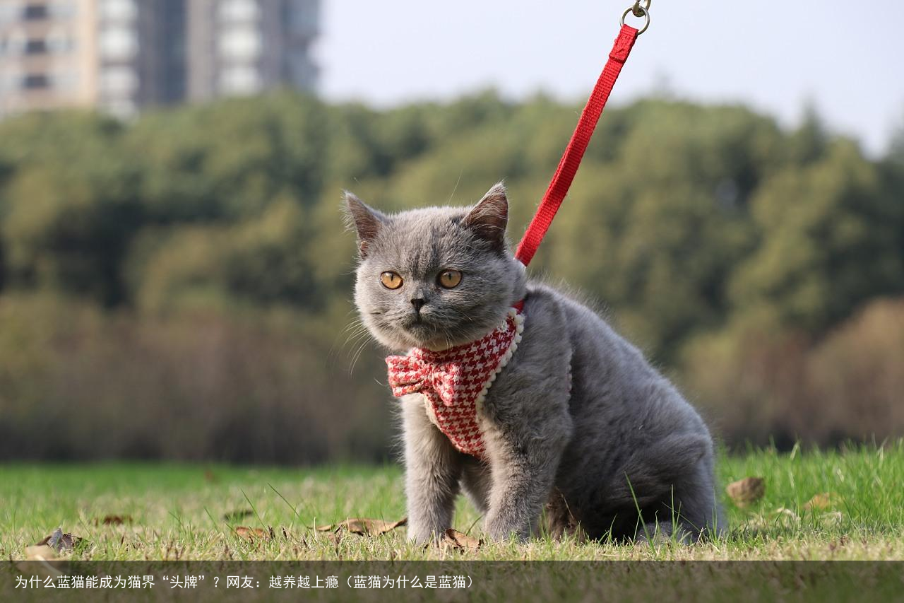 为什么蓝猫能成为猫界“头牌”？网友：越养越上瘾（蓝猫为什么是蓝猫）