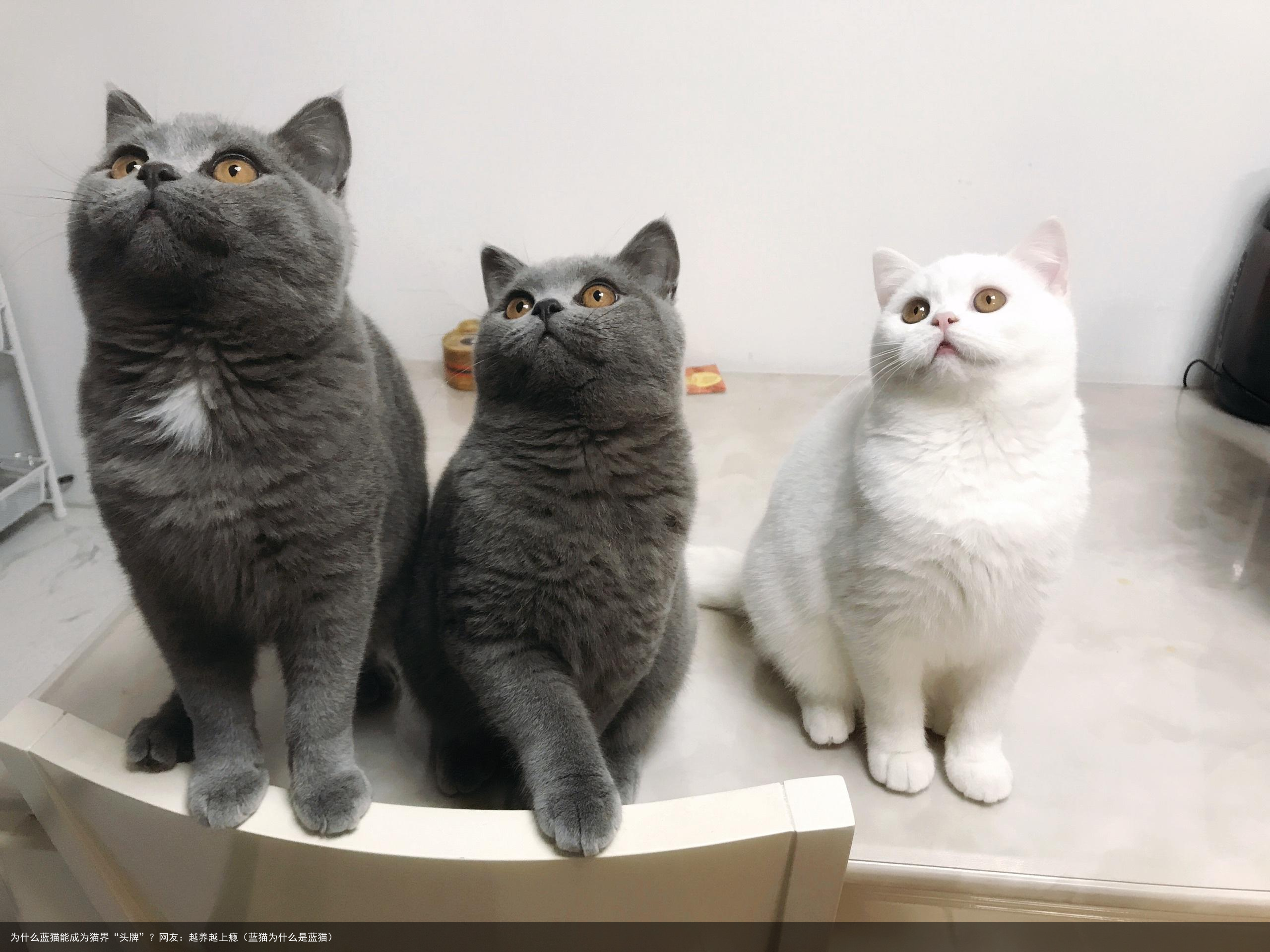 为什么蓝猫能成为猫界“头牌”？网友：越养越上瘾（蓝猫为什么是蓝猫）