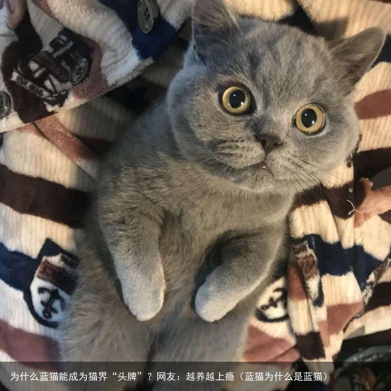 为什么蓝猫能成为猫界“头牌”？网友：越养越上瘾（蓝猫为什么是蓝猫）