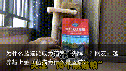 为什么蓝猫能成为猫界“头牌”？网友：越养越上瘾（蓝猫为什么是蓝猫）