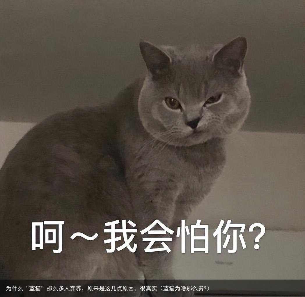 为什么“蓝猫”那么多人弃养，原来是这几点原因，很真实（蓝猫为啥那么贵?）