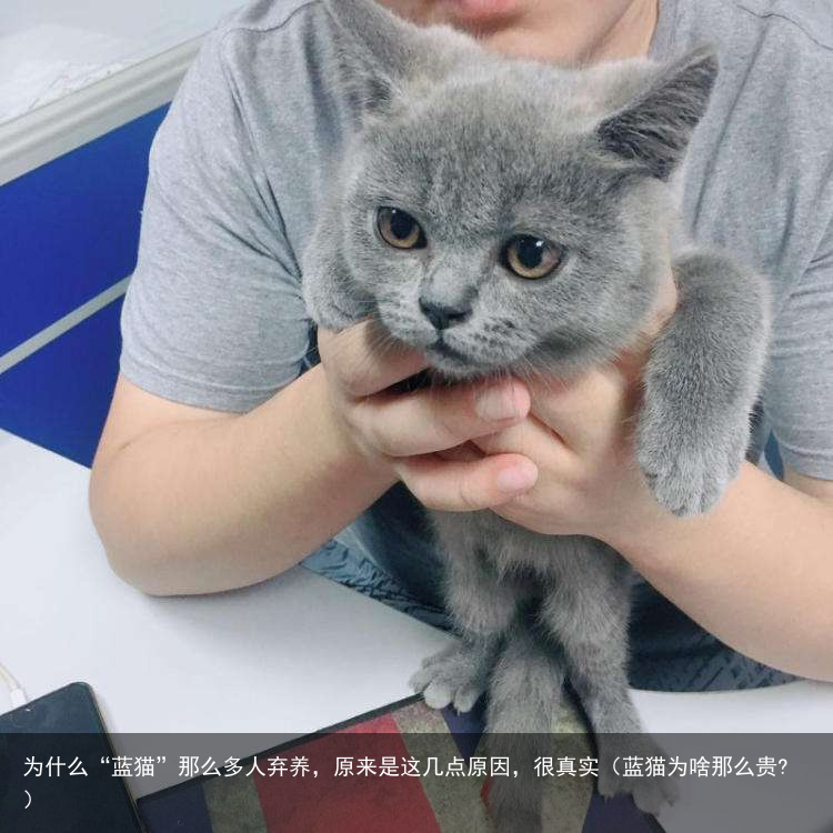 为什么“蓝猫”那么多人弃养，原来是这几点原因，很真实（蓝猫为啥那么贵?）