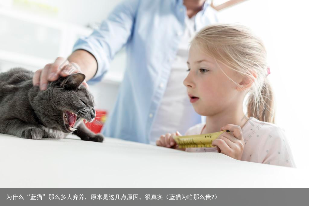 为什么“蓝猫”那么多人弃养，原来是这几点原因，很真实（蓝猫为啥那么贵?）