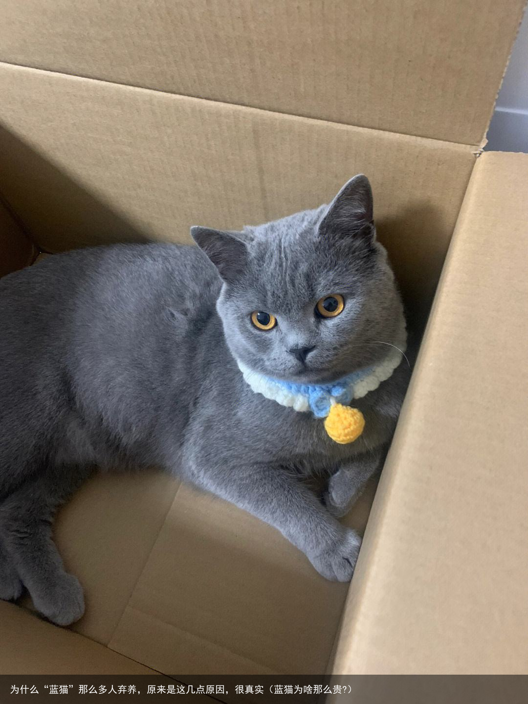 为什么“蓝猫”那么多人弃养，原来是这几点原因，很真实（蓝猫为啥那么贵?）
