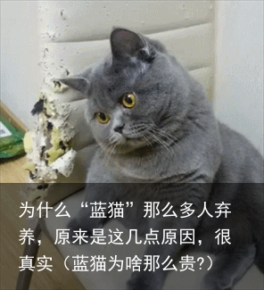 为什么“蓝猫”那么多人弃养，原来是这几点原因，很真实（蓝猫为啥那么贵?）