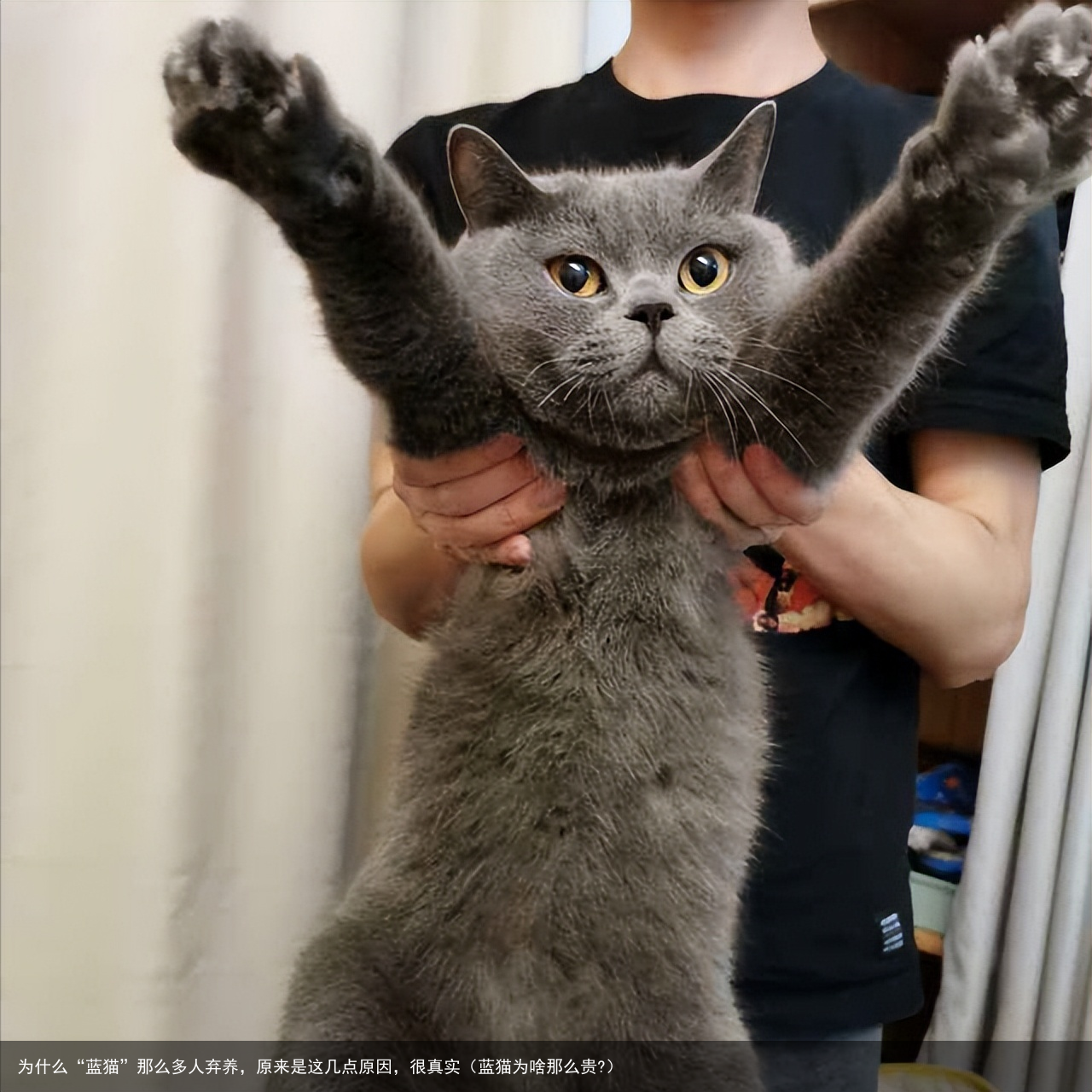 为什么“蓝猫”那么多人弃养，原来是这几点原因，很真实（蓝猫为啥那么贵?）