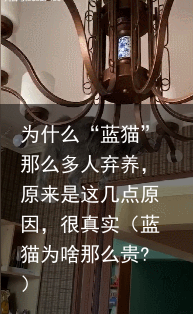为什么“蓝猫”那么多人弃养，原来是这几点原因，很真实（蓝猫为啥那么贵?）