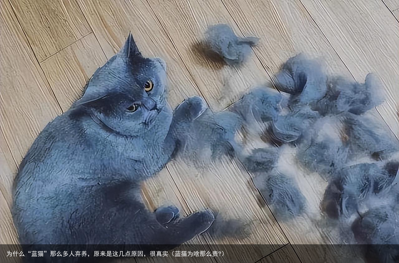 为什么“蓝猫”那么多人弃养，原来是这几点原因，很真实（蓝猫为啥那么贵?）