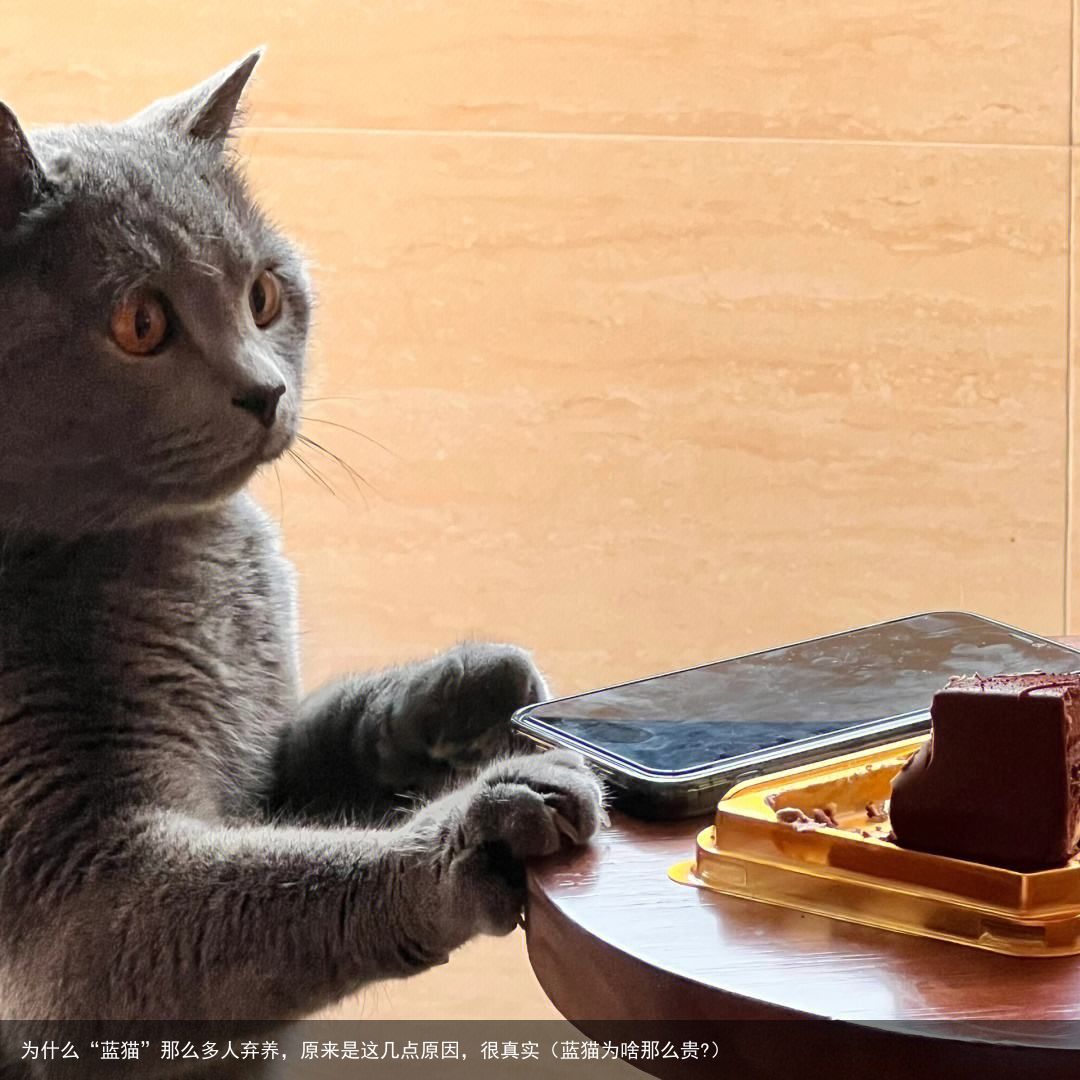 为什么“蓝猫”那么多人弃养，原来是这几点原因，很真实（蓝猫为啥那么贵?）
