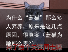 为什么“蓝猫”那么多人弃养，原来是这几点原因，很真实（蓝猫为啥那么贵?）