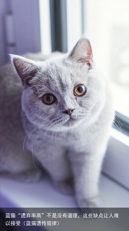 蓝猫“遗弃率高”不是没有道理，这些缺点让人难以接受（蓝猫遗传规律）