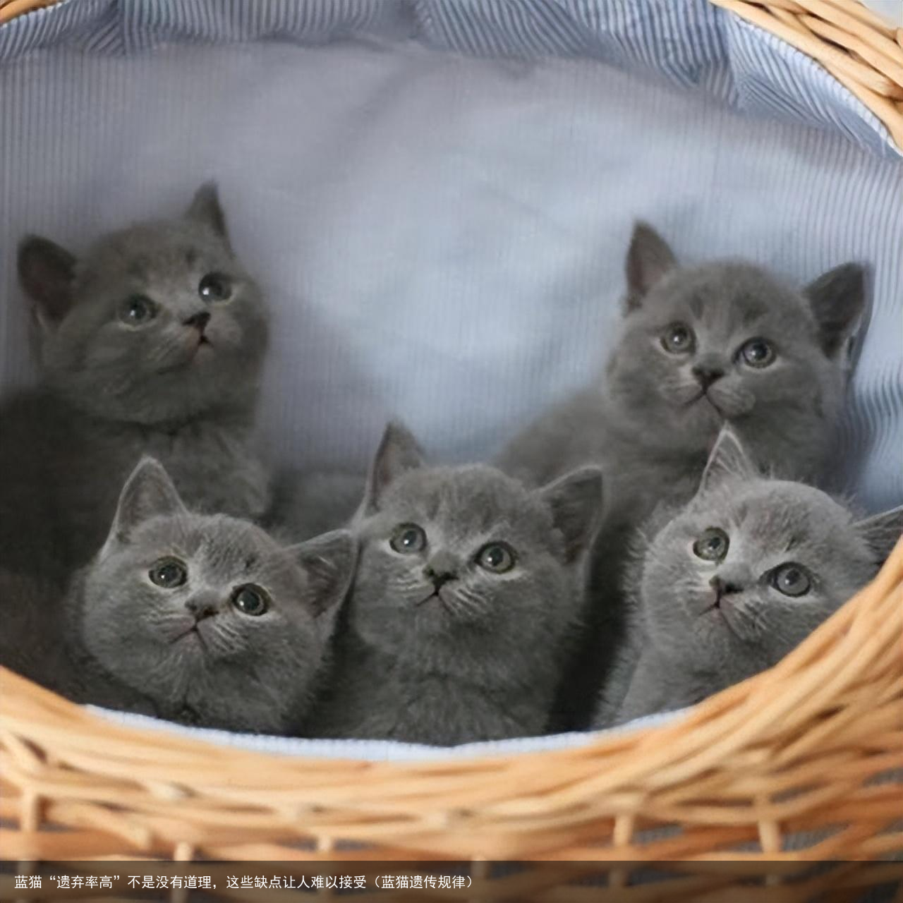 蓝猫“遗弃率高”不是没有道理，这些缺点让人难以接受（蓝猫遗传规律）