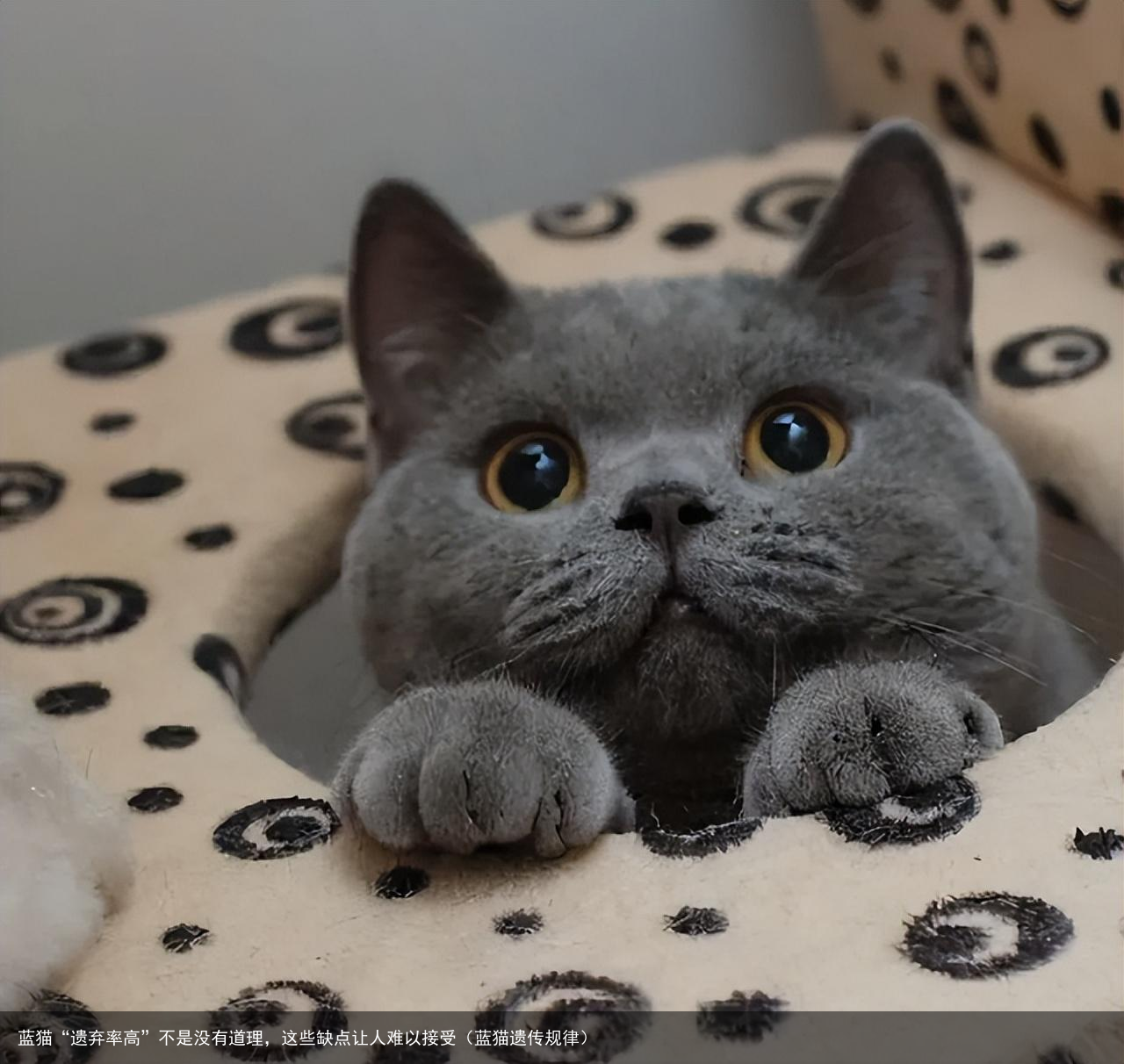 蓝猫“遗弃率高”不是没有道理，这些缺点让人难以接受（蓝猫遗传规律）