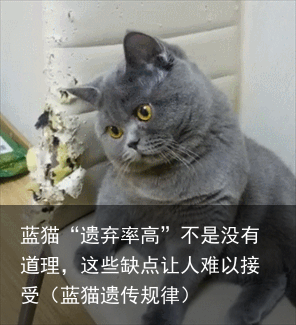 蓝猫“遗弃率高”不是没有道理，这些缺点让人难以接受（蓝猫遗传规律）