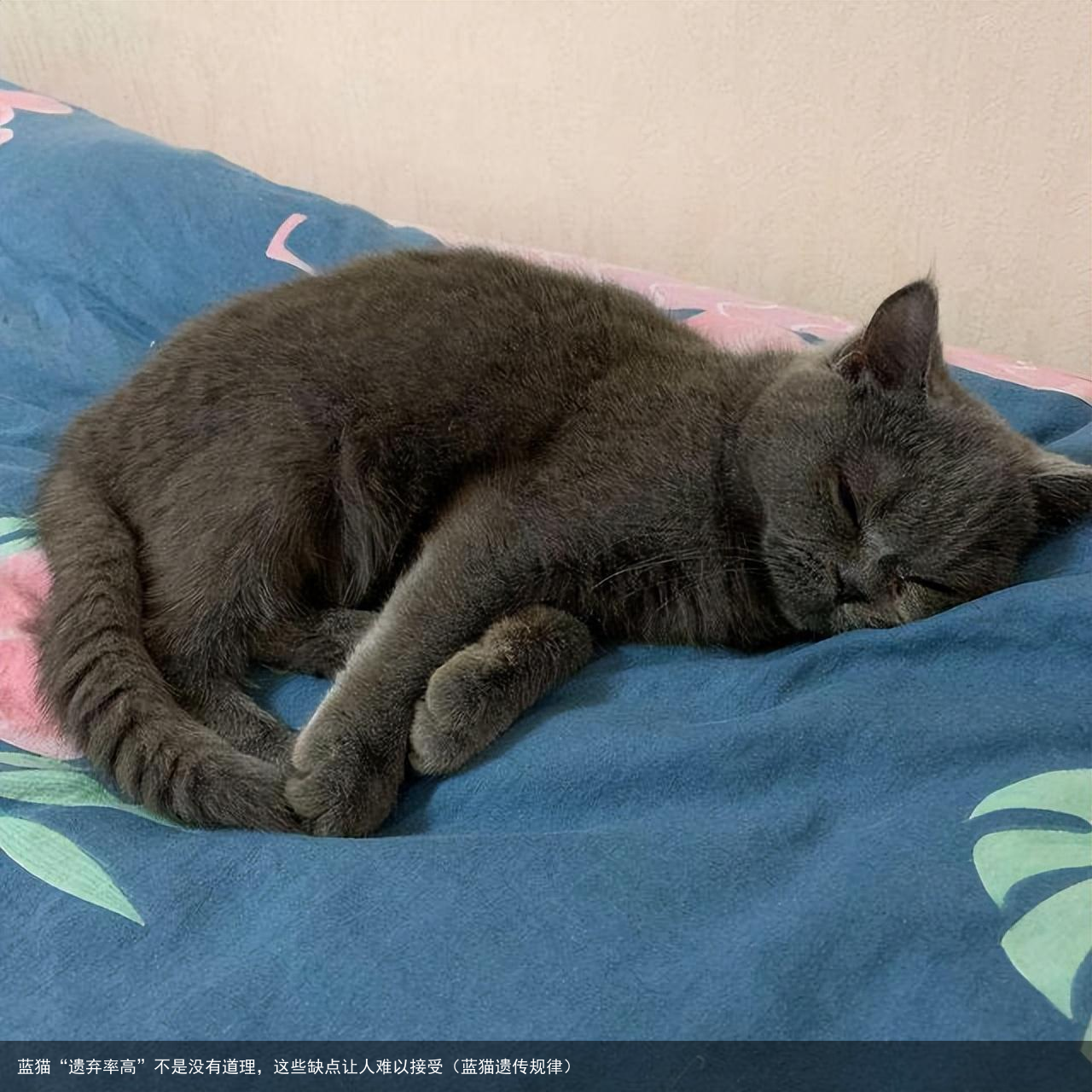 蓝猫“遗弃率高”不是没有道理，这些缺点让人难以接受（蓝猫遗传规律）
