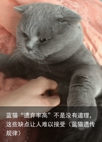 蓝猫“遗弃率高”不是没有道理，这些缺点让人难以接受（蓝猫遗传规律）