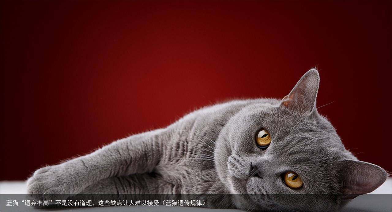 蓝猫“遗弃率高”不是没有道理，这些缺点让人难以接受（蓝猫遗传规律）