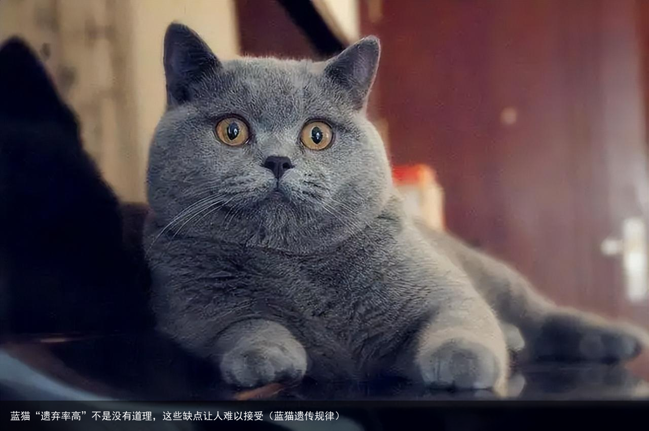 蓝猫“遗弃率高”不是没有道理，这些缺点让人难以接受（蓝猫遗传规律）