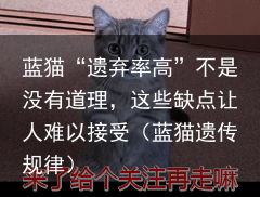 蓝猫“遗弃率高”不是没有道理，这些缺点让人难以接受（蓝猫遗传规律）