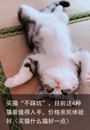 买猫“不踩坑”，目前这4种猫最值得入手，价格亲民体验好（买猫什么猫好一点）
