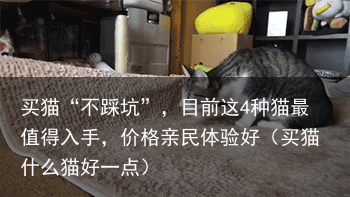买猫“不踩坑”，目前这4种猫最值得入手，价格亲民体验好（买猫什么猫好一点）