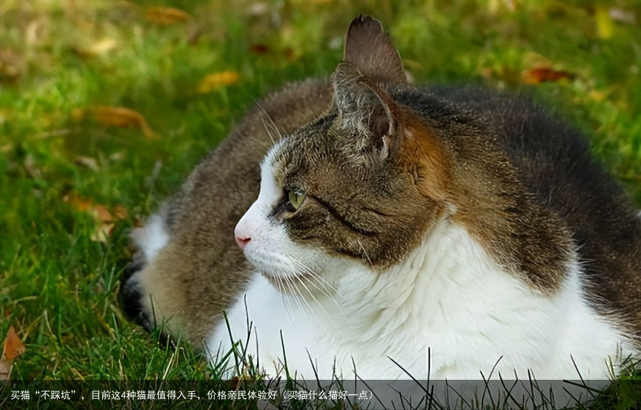 买猫“不踩坑”，目前这4种猫最值得入手，价格亲民体验好（买猫什么猫好一点）