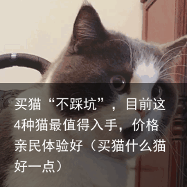 买猫“不踩坑”，目前这4种猫最值得入手，价格亲民体验好（买猫什么猫好一点）