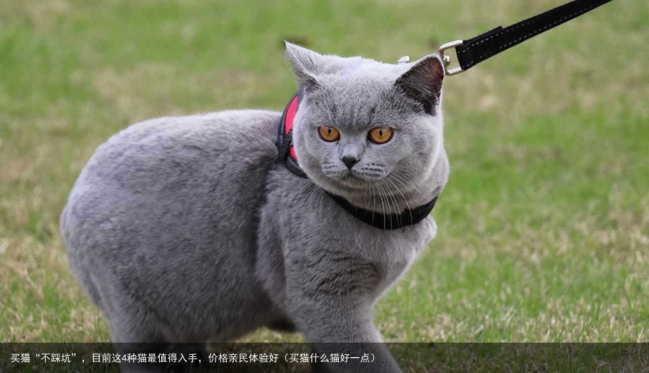买猫“不踩坑”，目前这4种猫最值得入手，价格亲民体验好（买猫什么猫好一点）
