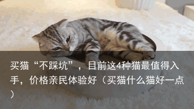 买猫“不踩坑”，目前这4种猫最值得入手，价格亲民体验好（买猫什么猫好一点）