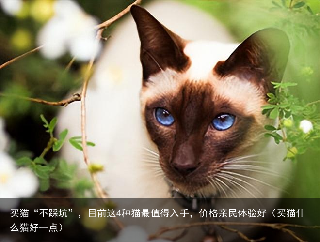 买猫“不踩坑”，目前这4种猫最值得入手，价格亲民体验好（买猫什么猫好一点）